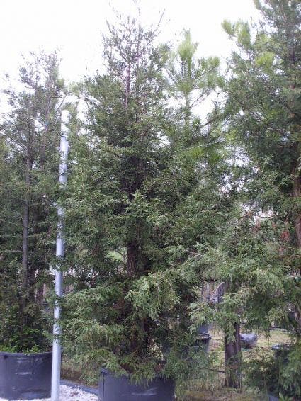 Kustmammoetboom (Sequoia Sempervirens)