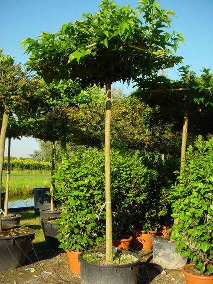 Dakmoerbei (Morus Alba 'Macrophylla')
