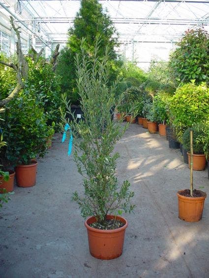 Olijf Als Struik (Olea Europaea)