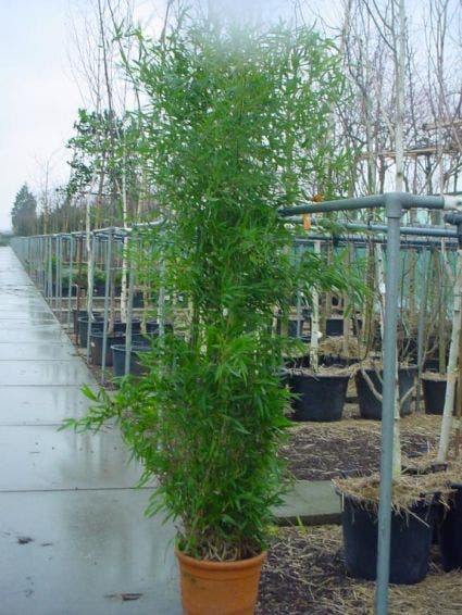 Bamboe (Phyllostachys Bissetii)