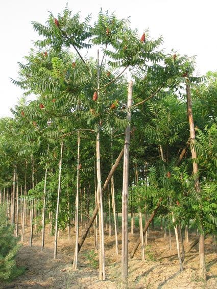 Fluweelboom (Rhus Typhina)