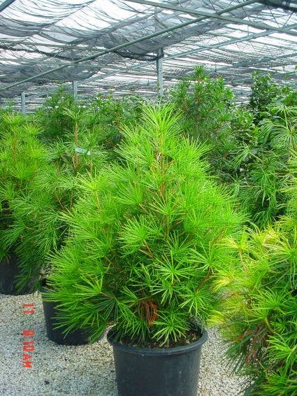 Japanse Parasolden (Sciadopitys Verticilata)