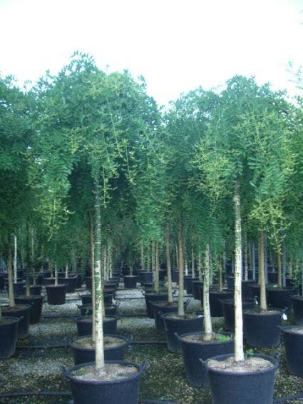 Honingboom (Sophora Japonica 'Pendula')