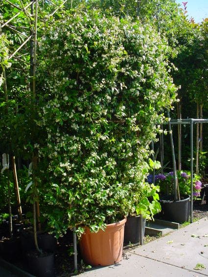 Toscaanse Jasmijn Als Leivorm(Trachelospernum Jasminoides)