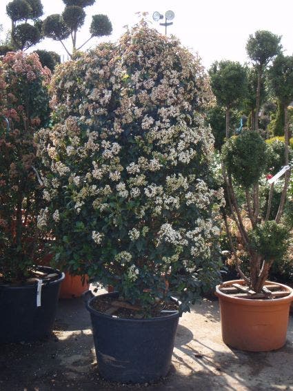 Groenblijvende Sneeuwbal (Viburnum Tinus)