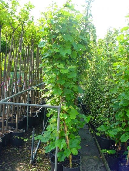 Sierdruif (Vitis Coignetiae)
