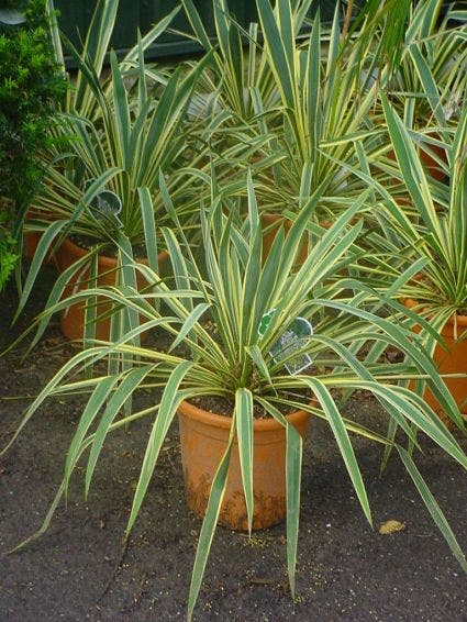 Palmlelie (Yucca Filamentosa 'Bright Edge' )