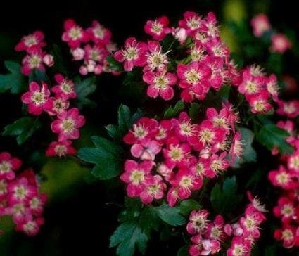 Rode Meidoorn Als Leiboom (Crataegus 'Paul's Scarlet')