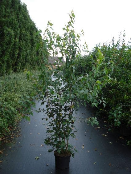 Esdoorn (Acer Tataricum 'Ginnala')