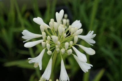 Afrikaanse Lelie (Agapanthus Africanus 'Albus')