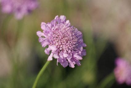 Duifkruid/schurftkruid (Scabiosa Columbaria 'Pink Mist') BIO
