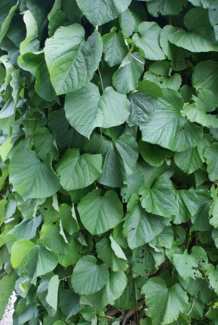 Duitse Pijp (Aristolochia Macropylla)
