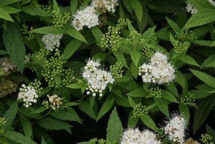 Spierstruik (Spiraea Japonica 'Albiflora')