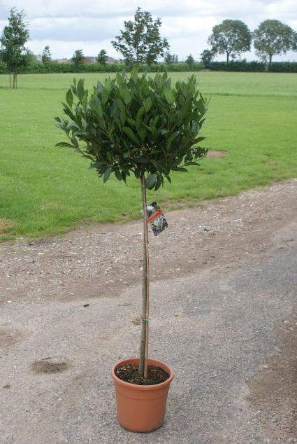 Echte Laurier Op Stam (Laurus Nobilis)