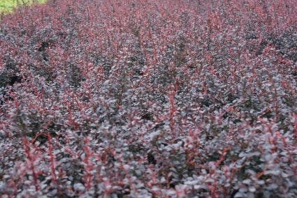 Zuurbes (Berberis Thunbergii 'Atropurpurea Nana')