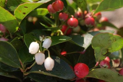 Bergthee / Patrijzenbes (Gaultheria Procumbens)