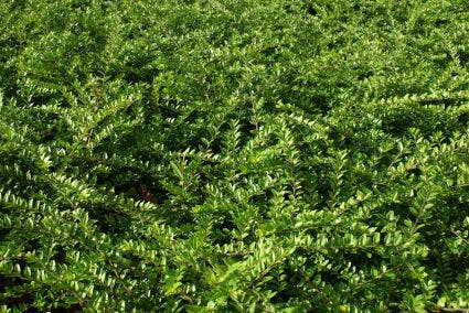 Struikkamperfoelie (Lonicera Nitida 'Maigrun')