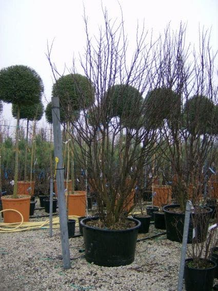 Judasboom Als Struik (Cercis Siliquastrum)