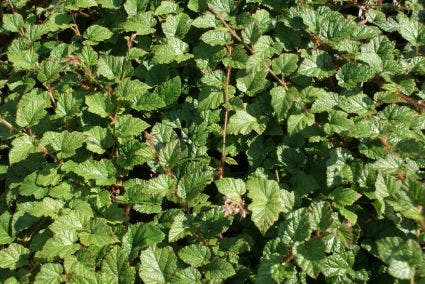 Sierbraam (Rubus Tricolor)