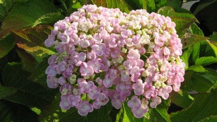 Seringhortensia (Hydrangea Macrophylla 'Ayesha')