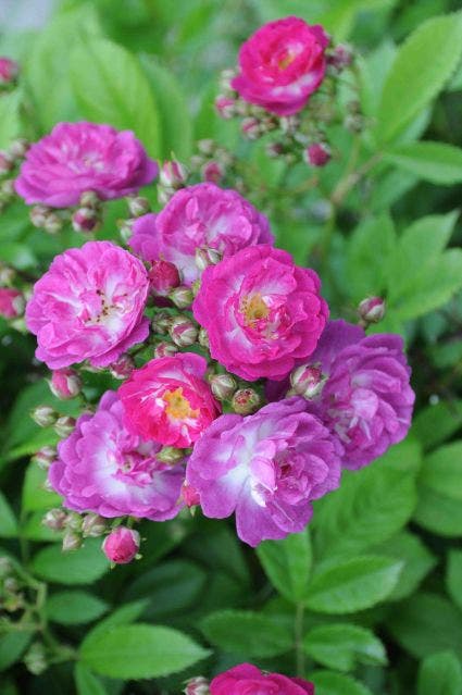 Miniklimroos (Rosa 'Perennial Blue')