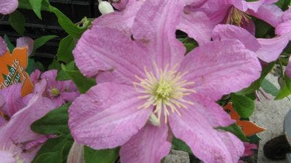 Clematis (Clematis 'Comtesse De Bouchaud')