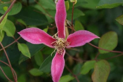Bosrank (Clematis 'Princess Diana')
