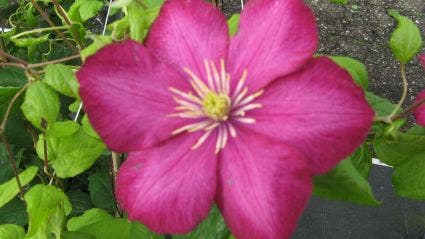 Bosrank (Clematis 'Ville De Lyon')