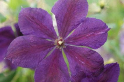 Bosrank (Clematis 'Negritjanka')