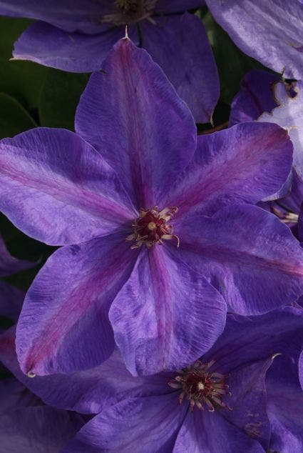 Bosrank (Clematis 'Xerxes')