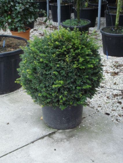 Taxusbol (Taxus Baccata)