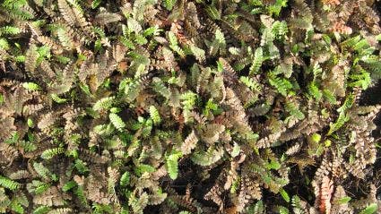 Koperknoopje (Leptinella Potentillina)