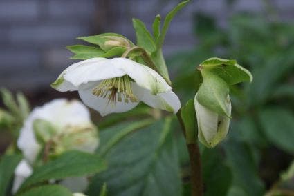 Kerstroos (Helleborus Niger)