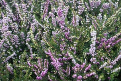 Roze Winterheide (Erica Darleyensis 'Ghost Hills')