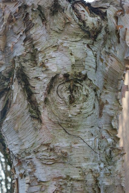 Ruwe Berk (Betula Pendula)