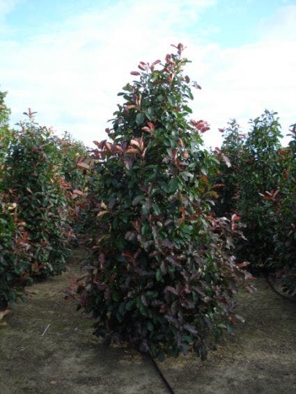 Glansmispel (Photinia Fraseri 'Camilvy')