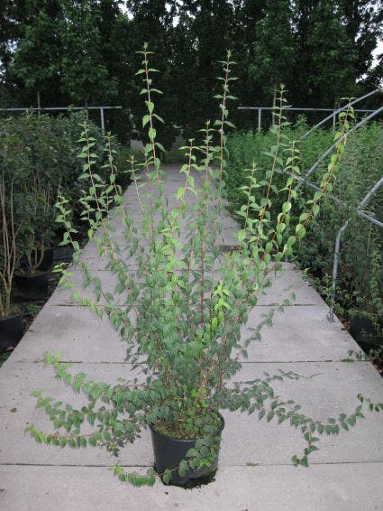 Boerenjasmijn (Philadelphus 'Lemoinei')