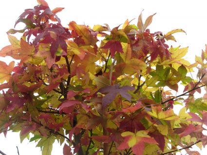 Amberboom Op Stam (Liquidambar 'Gum Ball')