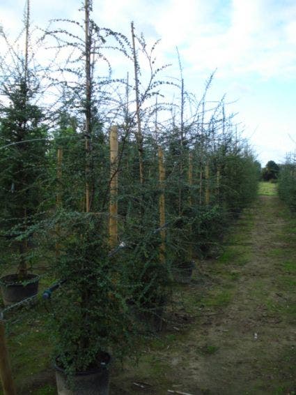 Schijnbeuk (Nothofagus Antarctica)