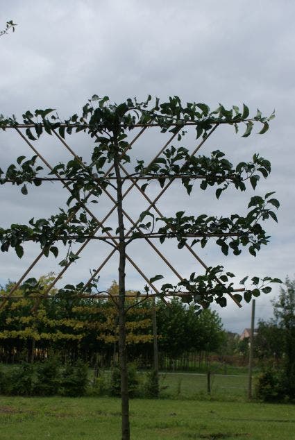Sierpeer Als Leiboom (Pyrus Calleryana 'Chanticleer')