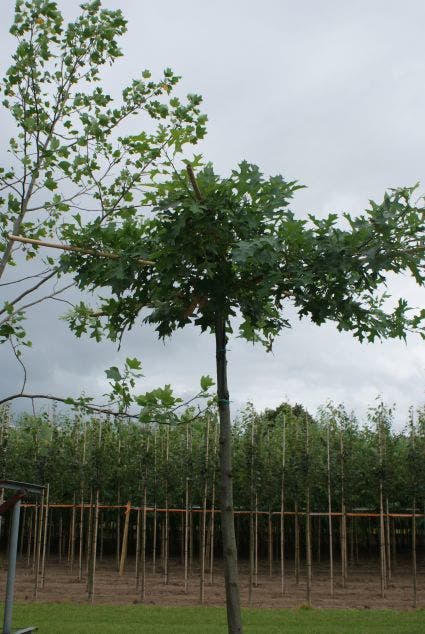 Moeraseik Als Dakboom (Quercus Palustris)