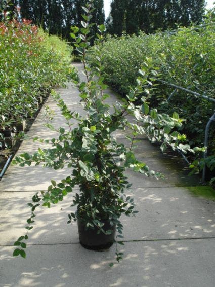 Winterkamperfoelie (Lonicera Fragrantissima)