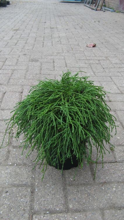 Cypres (Chamaecyparis Pisifera 'Filifera Nana')