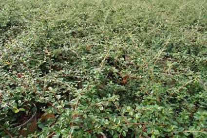 Dwergmispel (Cotoneaster Suecicus 'Coral Beauty')