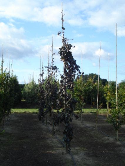 Rode Treurbeuk (Fagus Sylvatica 'Purple Fountain')