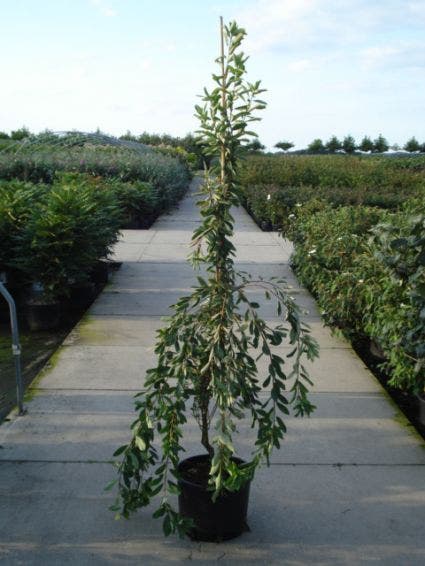 Exochorda (Exochorda Macrantha 'The Bride')