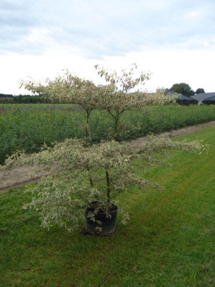 Kornoelje (Cornus Alternifolia 'Argentea')