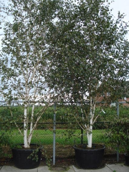 Witte Berk (Betula Utilis 'Doorenbos')