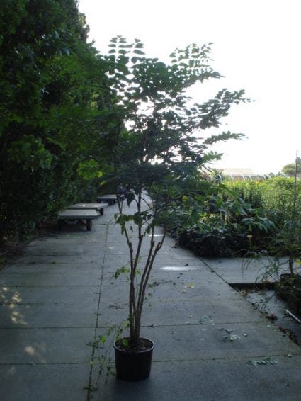 Duivelswandelstok (Aralia Elata)