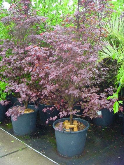 Japanse Esdoorn (Acer Palmatum 'Fireglow')